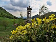 05 Helianthemum mummularium (Eliantemo maggiore) con vista sulla chiesetta di S.Barnaba